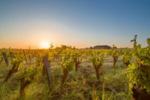 clisson-vignoble-muscadet-chambre-gite-85